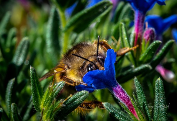 Bumble Bee   Hi Res   A3_1579657780.8007 by Tracy Abildgaard